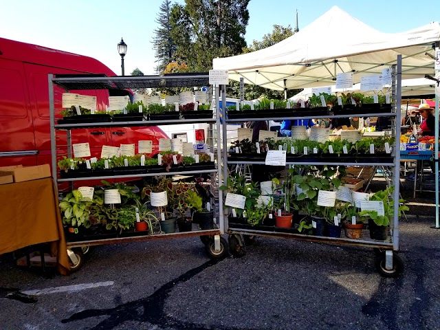 Saturday Downtown Berkeley Farmers' Market